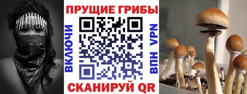 Псилоцибиновые грибы Psilocybine cubensis  Можга 